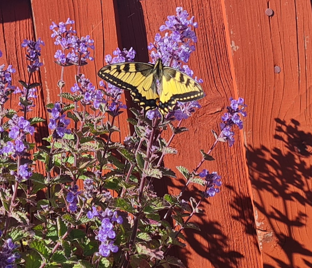 Naturbild - fjäril och nepeta