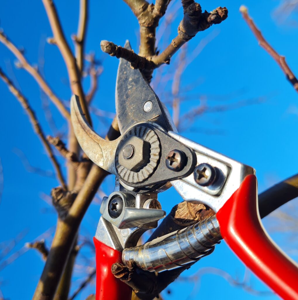 Beskärning av fruktträd på vårvintern.